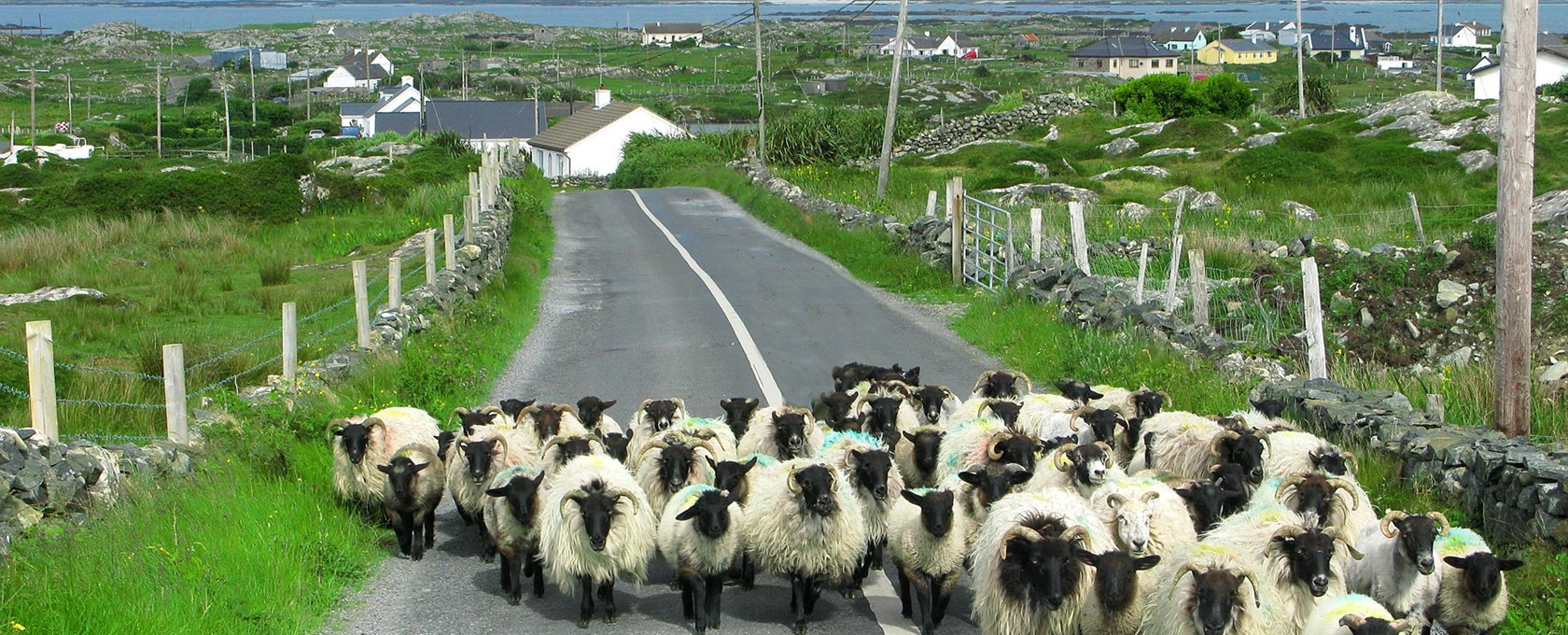 Irland Schafe